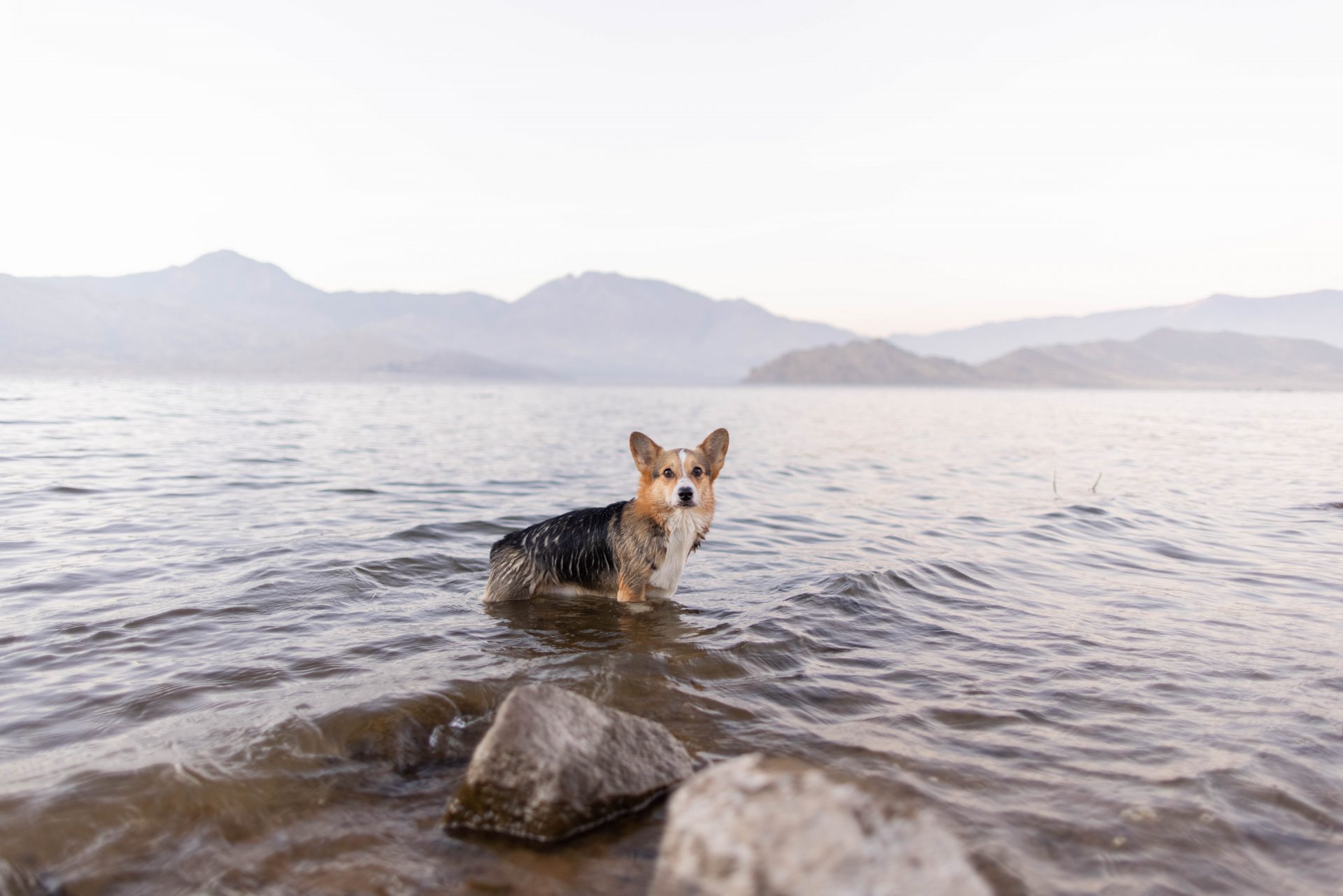 Yosemite national park crane flat is a popular campground northwest of yosemite valley. How To Enjoy Sequoia National Forest With Your Dogs