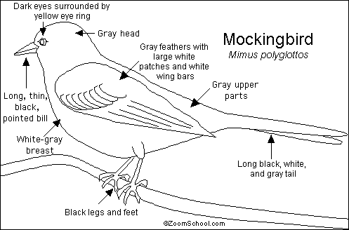 These medium sized backyard birds are mostly gray and white in color and can also be recognized by their rather long tail feathers. Mockingbird Printout Enchantedlearning Com