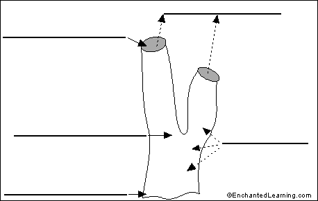 Draw and label each of the specimens provided. Label Sponge External Anatomy Enchantedlearning Com