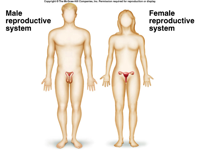 The ovaries secrete both estrogen and progesterone into the bloodstream, and thus they are important endocrine glands. The Gonads Ovaries Testes Dr Todd