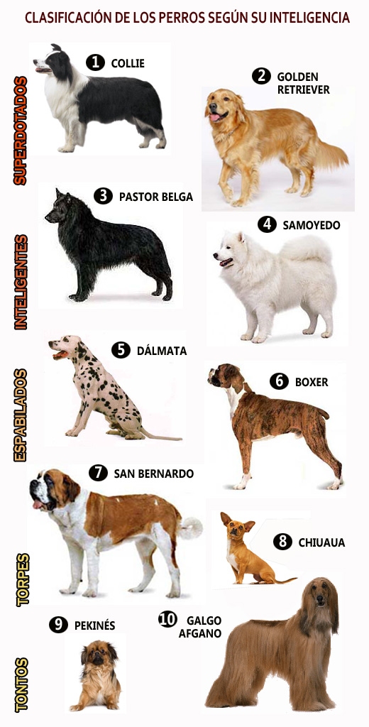Clasificación de los perros según su inteligencia Ensegundos.do Clasificación de los perros según su inteligencia Ensegundos.do