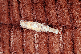 19+ Great What Causes Moths In Closets - Spotted lanternfly spreads its reach farther into Lehigh / Like other stinging caterpillars, the flannel mot.