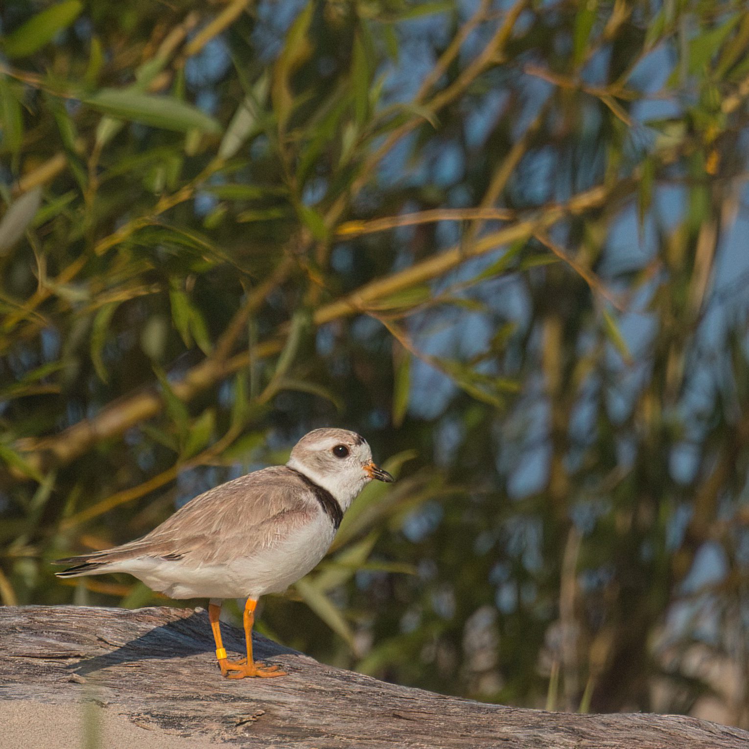 Join the Fight: Petition Urging Federal Protection for Endangered Piping Plovers – Take Action with Environmental Defence! Join the Fight: Petition Urging Federal Protection for Endangered Piping Plovers – Take Action with Environmental Defence!