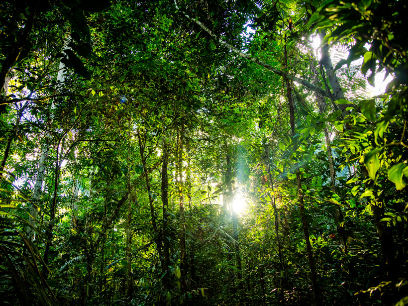 Forest Recovery In The Amazon Is A Slow Process Eos