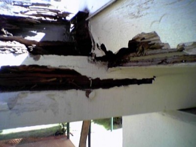 A. Major termite and rot damage to main carrier beams.