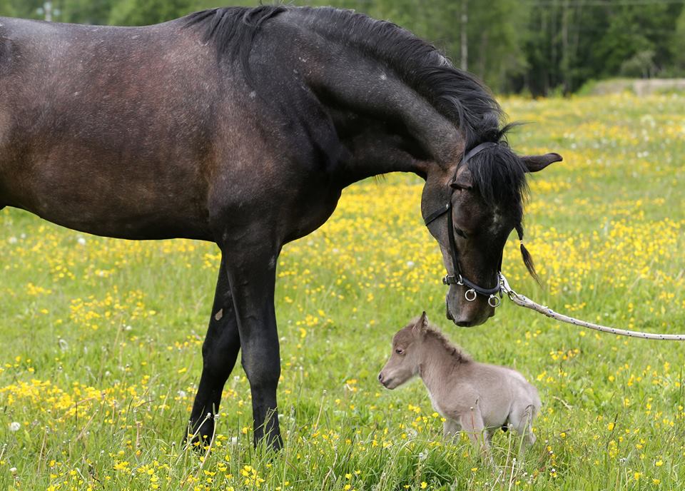 Is Gulliver the World's smallest Horse? EQUINE Ink