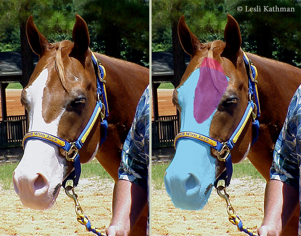 A paint horse can only be quarter horse or thoroughbred lineage. Overlapping And Interacting The Equine Tapestry