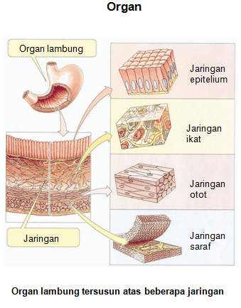 Pada dasarnya, jaringan otot punya fungsi yang sama . Jaringan Hewan Javaurora