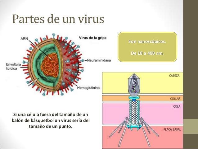 Ayudenme Por Favor Me Podrian Decir Cuales Son Las Partes De Un Virus Con Imagen Y Les Doy Mejor Brainly Lat