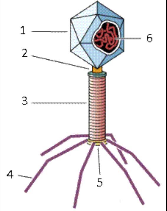 Partes De Un Virus En El Grafico Que Se Te Presenta A Continuacion Coloca El Nombre De Las Partes De Brainly Lat