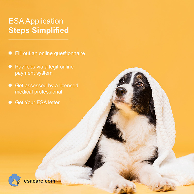 2022, new law ab 468 requires those seeking an esa letter for dogs to establish a . 11 Things To Look Out For In A Fake Emotional Support Animal Letter Esa Care
