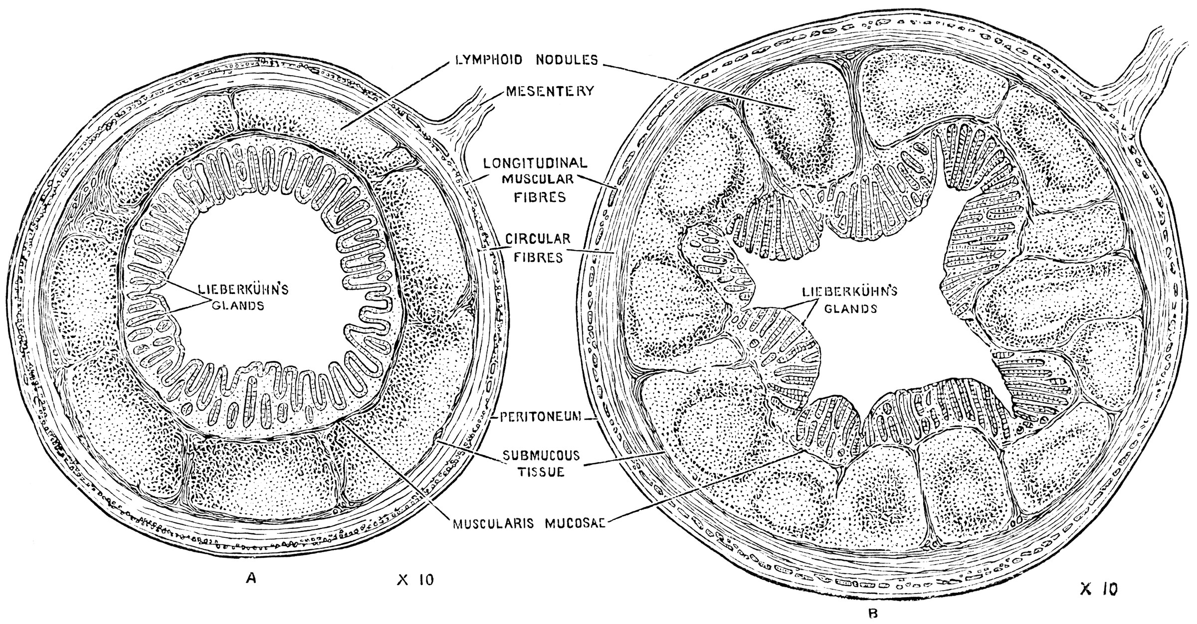 It forms an integral part of the digestive system. Structure of the Appendix | ClipArt ETC