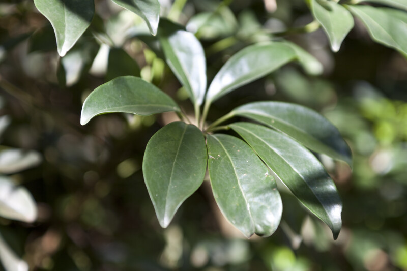 Updated 06/26/19 central florida zoo & botanical gardens located on the edge of lak. Dwarf Schefflera Leaves | ClipPix ETC: Educational Photos for Students and Teachers
