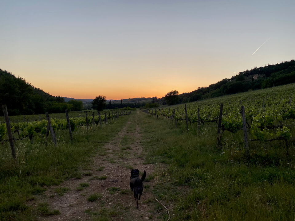 Kimbo se promène dans le vignoble de Carus Vini