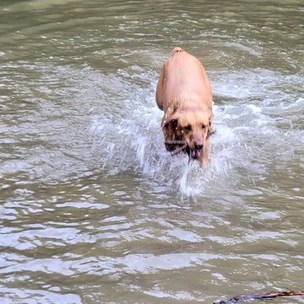 Harmony Dog Park