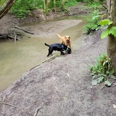 Harmony Dog Park