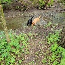 Harmony Dog Park