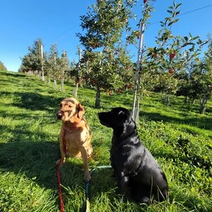 Nature's Bounty Orchard