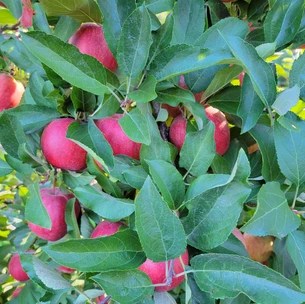 Nature's Bounty Orchard