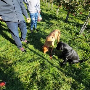 Nature's Bounty Orchard