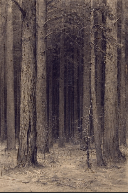 рожь нарисовать штрихами