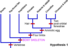 Although both fit the available … Reconstructing Trees Parsimony Understanding Evolution