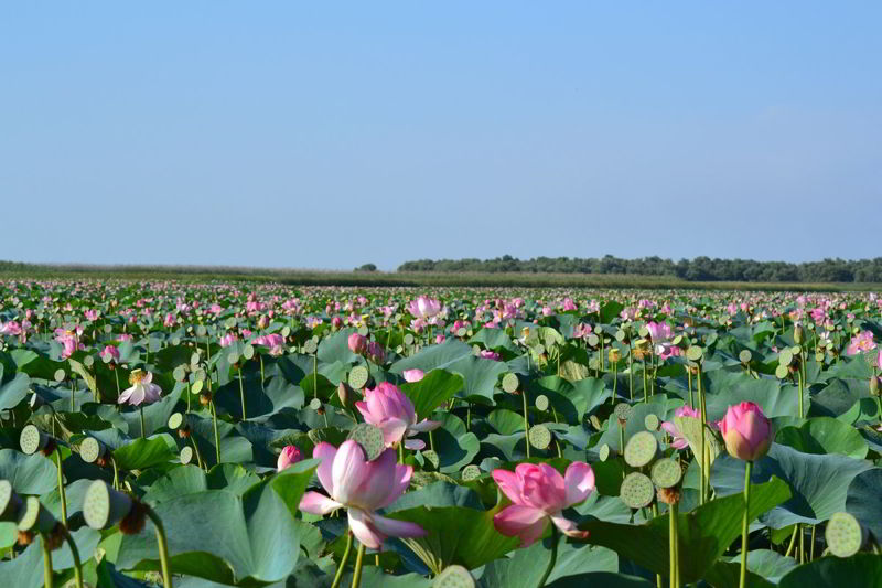 Туры в турцию из астрахани. Avtobusnyj Tur V Astrahan Na Cvetenie Lotosa Iz Ekaterinburga Letom 2021