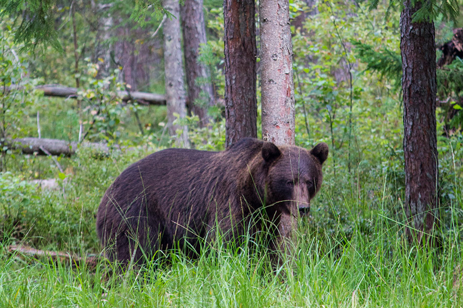Observation des Ours Bruns en Estonie Une Nuit Passée En Affût