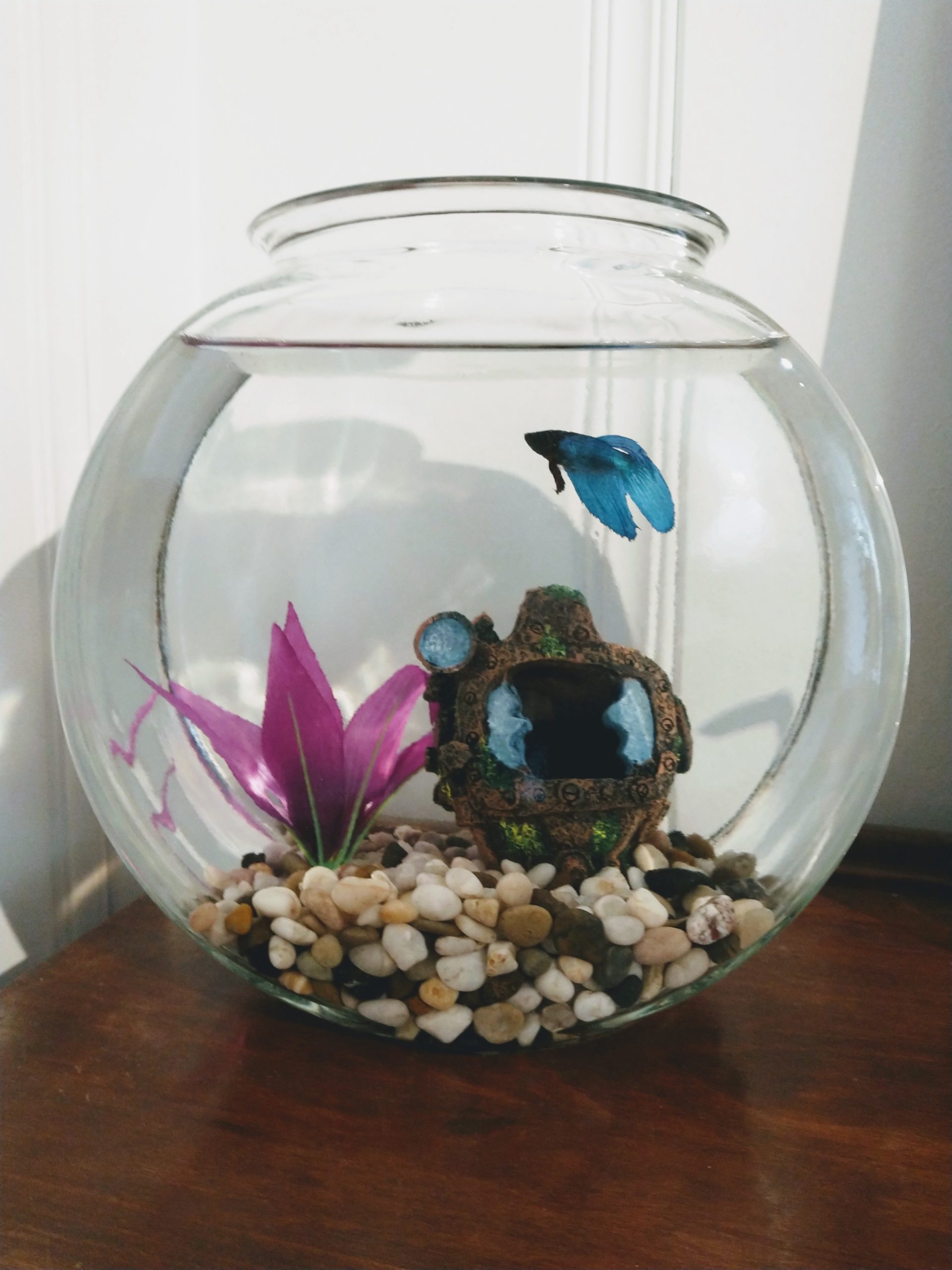 Fish bowl with rocks in the bottom, a purple silk flower, an old scuba helmet and a blue beta fish. 