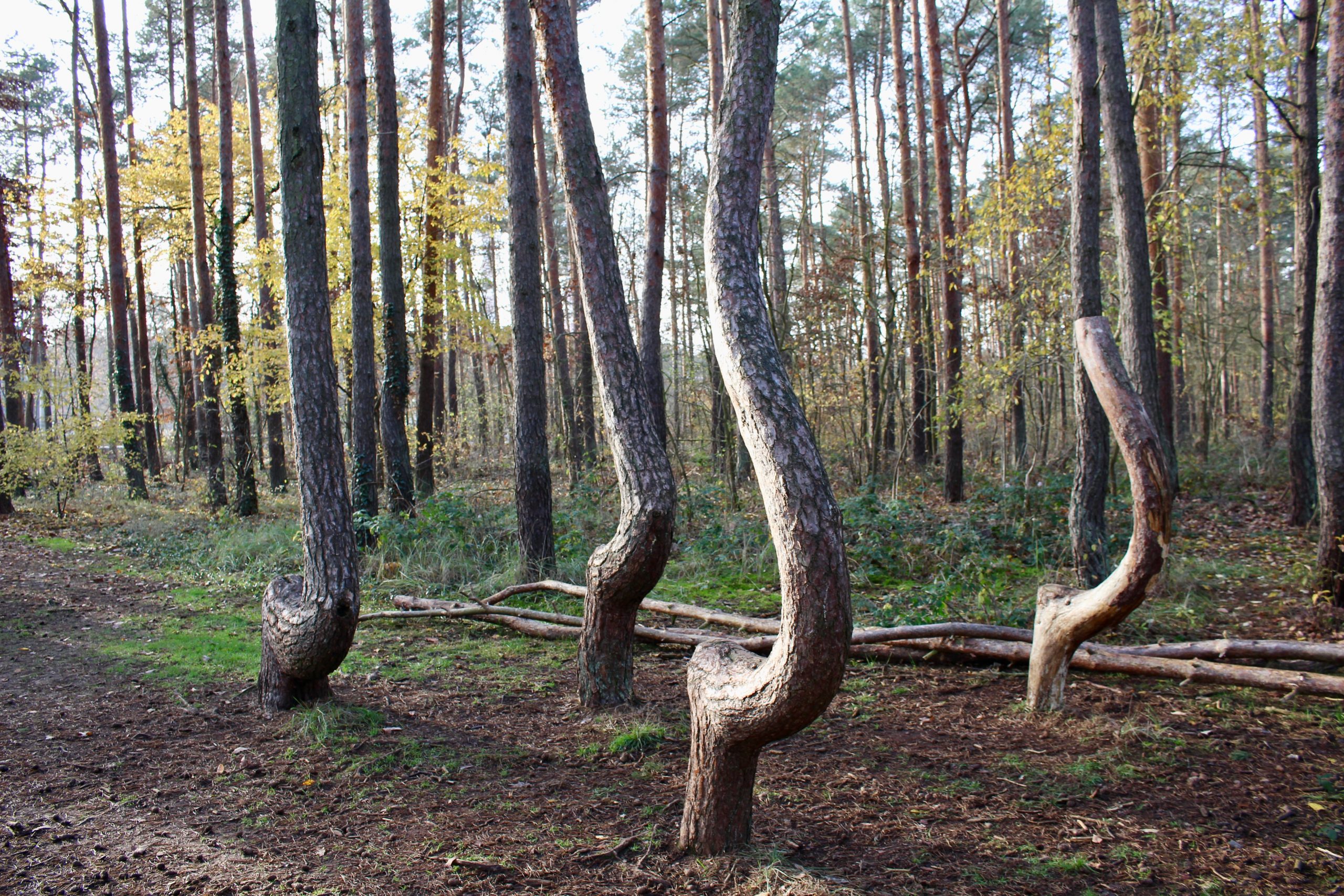 Explore the Crooked Forest in NW Poland everything you want to know