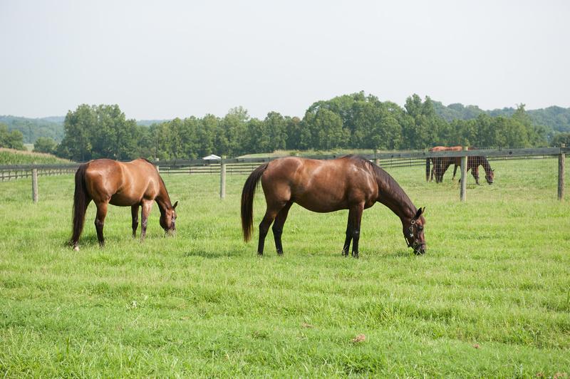 considerations for equine lease agreements fs 1062 university of maryland extension
