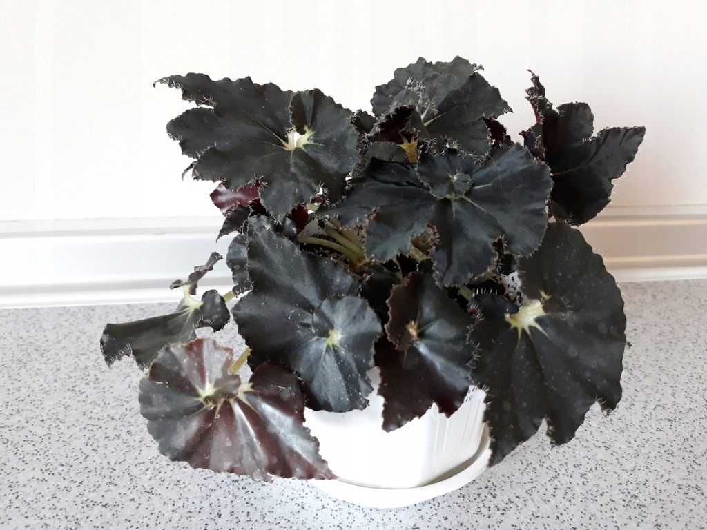 Giving your plant a humid environment can be key to them thriving in your home. Begonia Black Mamba 7568630583 Oficjalne Archiwum Allegro