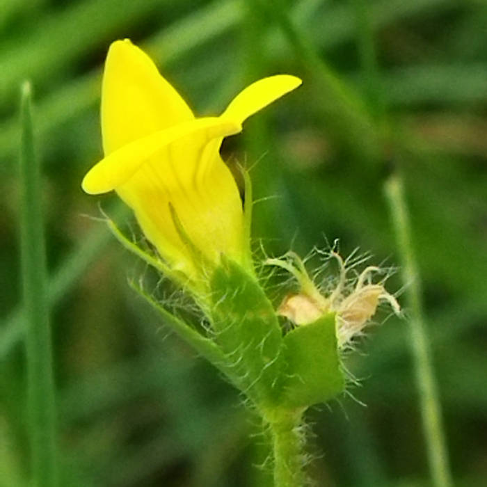 Royalty free meditation music (enlightened . 6 22 Deep Meditation Music Vol 8 Royalty Free Commercial Use Tera Mangala Meditation Music