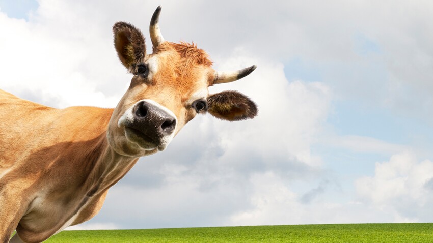 Decouvrez Ces Lieux Qui Portent Un Nom De Vache Femme Actuelle Le Mag