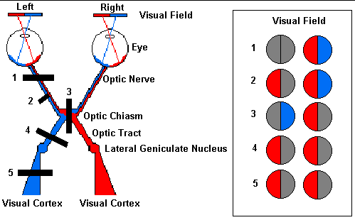 Opening, adjusting and closing blinds is a fairly simple and straightforward process. Neuroscience For Kids - Visual Pathway