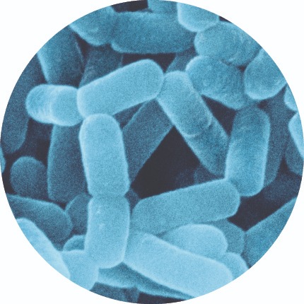 Yakult Bantu Pertahanan Tubuh – FAJAR