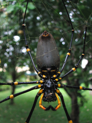 Discover small chocolate spiders cupcake at woman's day. Giant spider photographed eating bird in backyard near