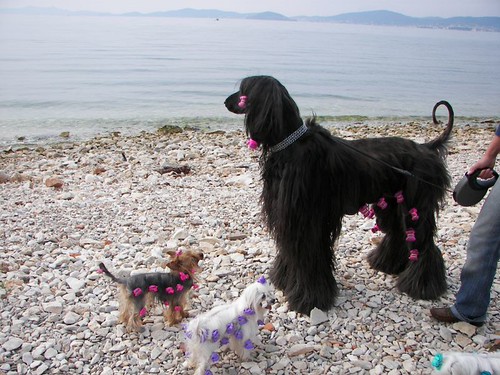 Putovanje Sa Psima I Psi U Inostranstvu Forum Klix Ba