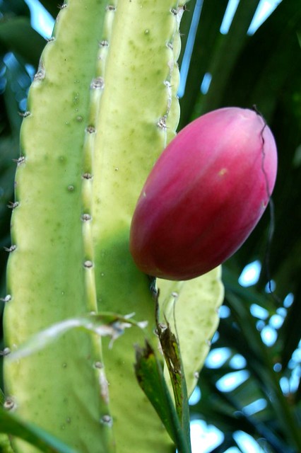 Dragon fruit plants can be planted as ornamental plants, . Red cactus fruit tastes like sugar | Flickr - Photo Sharing!