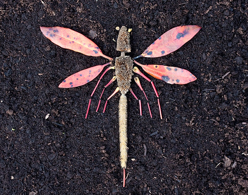 Land Art For Kids Dragonfly A Photo On Flickriver