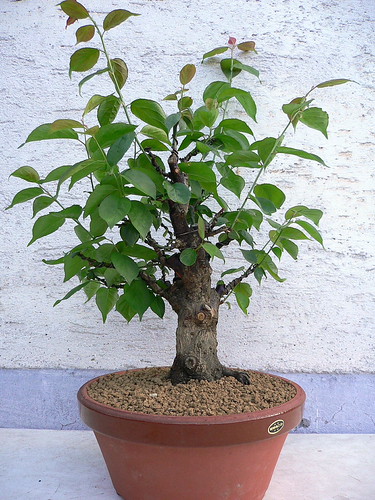Prunus Mume Auf Dem Weg Ins Jenseits Seite 2 Www Bonsai Fachforum De