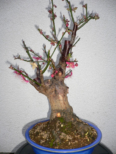 Prunus Mume Auf Dem Weg Ins Jenseits Www Bonsai Fachforum De