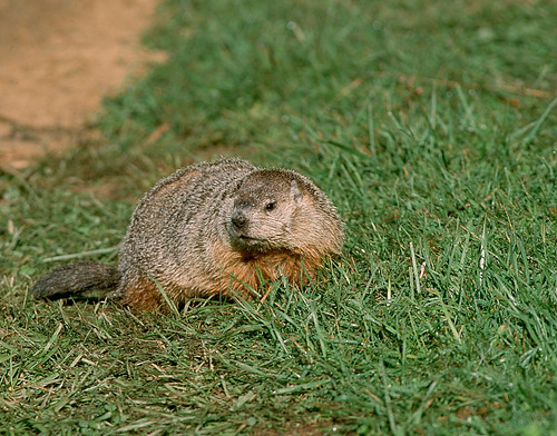 Groundhogs A Passion for Nature