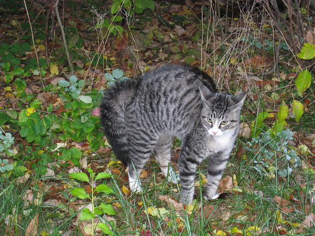 Instead of expensive concoctions, make your own cat repellent to get the job done. puffed up cat | Flickr - Photo Sharing!