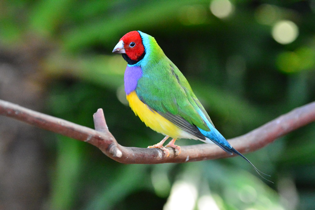 La combinazione delle suddette mutazioni in varia misura porta ad avere . Red-headed Gouldian Finch (Erythrura gouldiae) female | Flickr