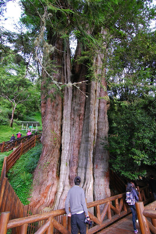 阿里山神木