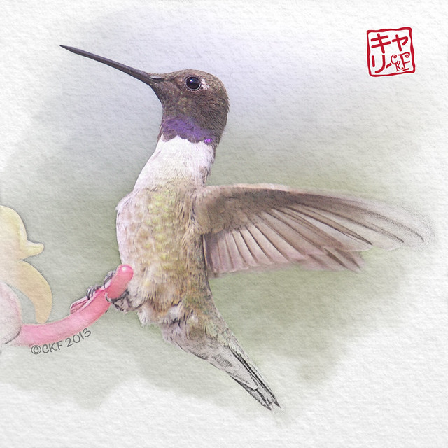 Hummingbird Profiles #2