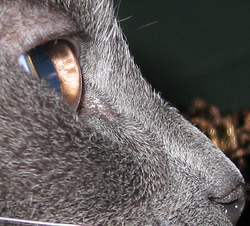 A closeup to the last image of Fey's face, showing lots of detail in her fur, and showing her eyelashes.