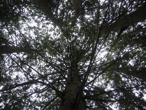 Vertical view