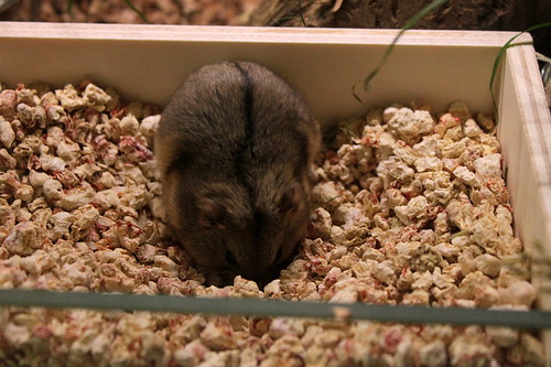 Naturnahe Hamstergehege 2010